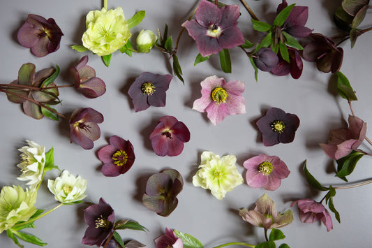 Helleborus