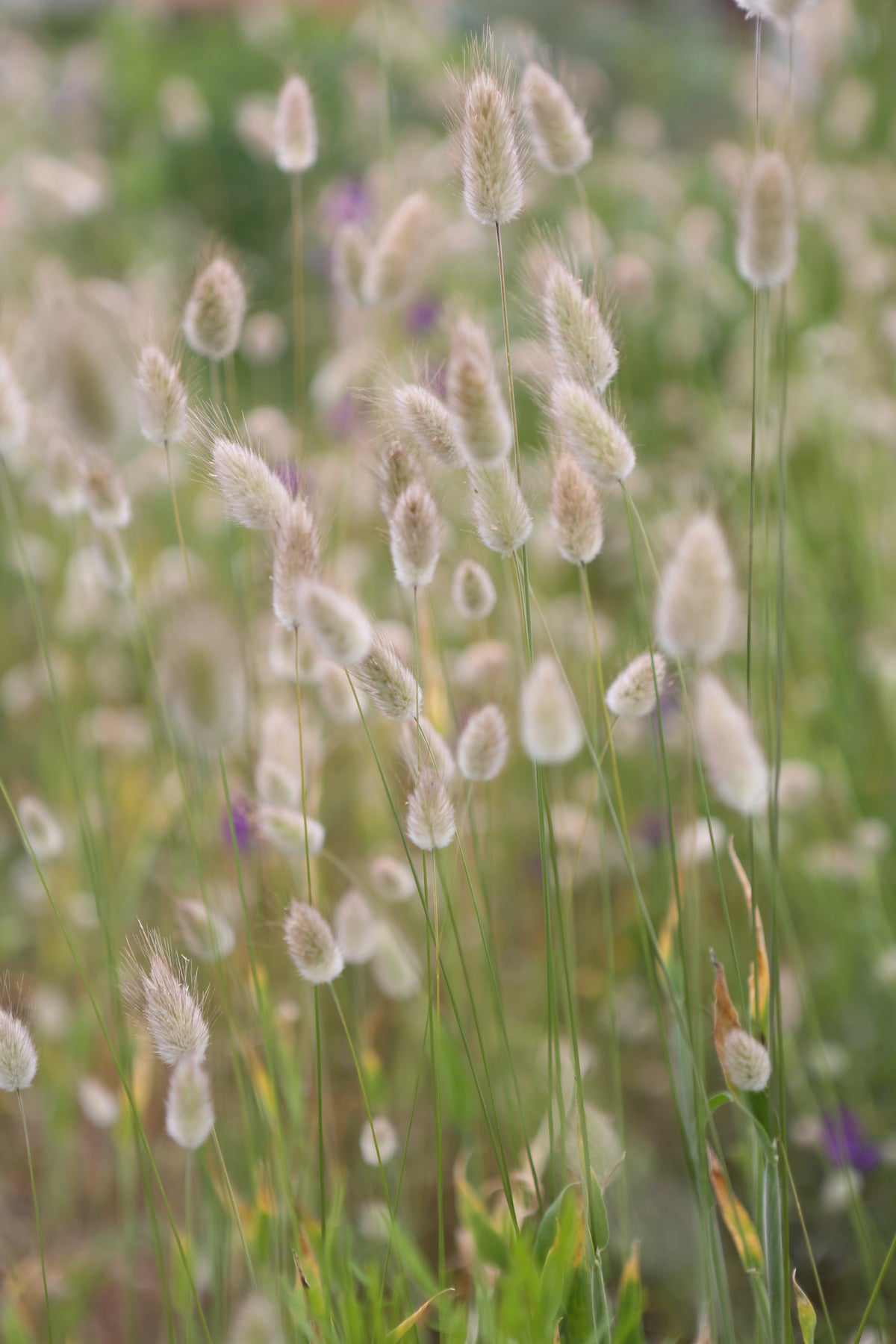 Lagurus / Samtgras / Hasenschwanzgras – IMBALI Blumen