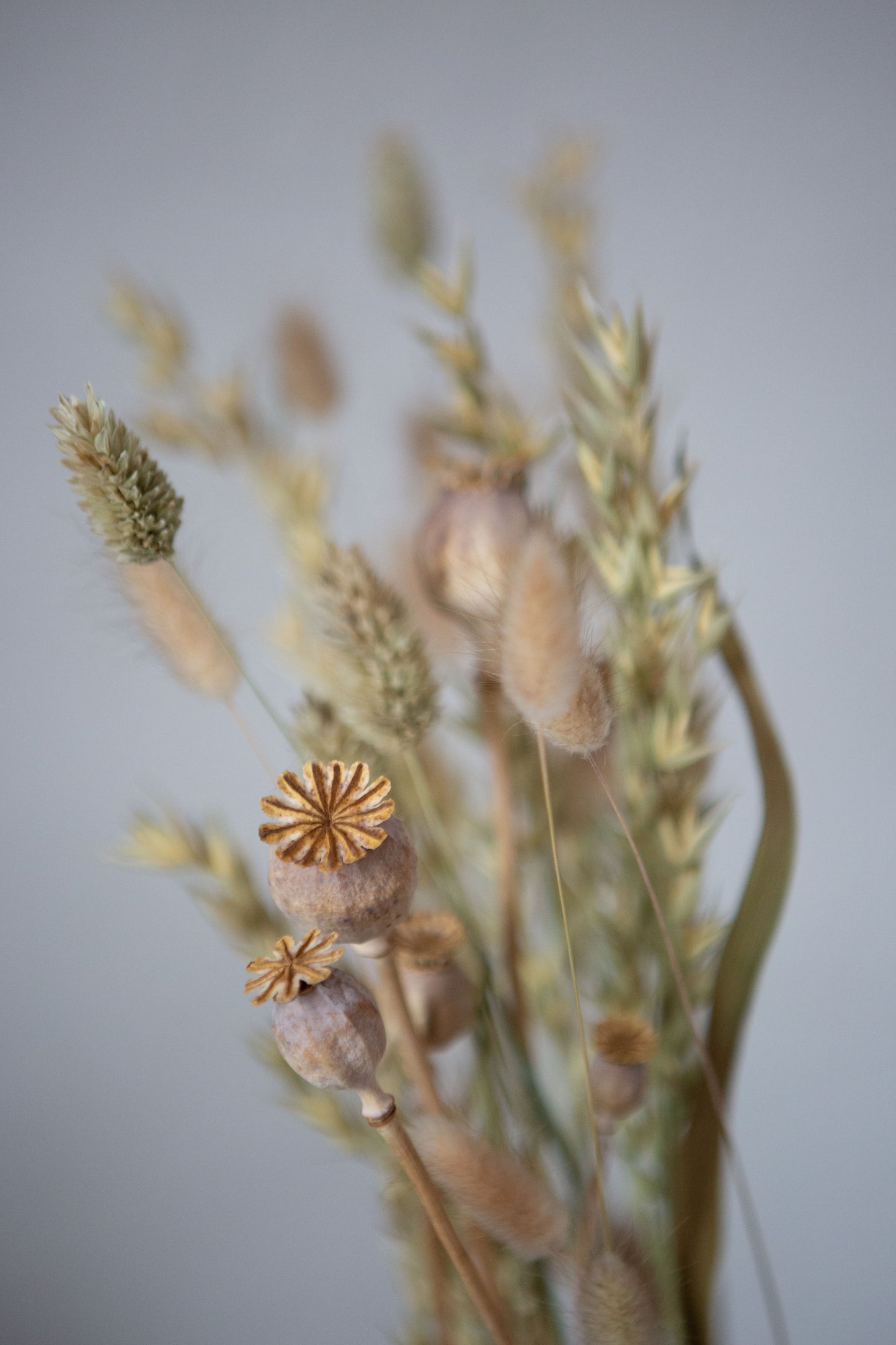 Trockenblumen / Gräser für DIY