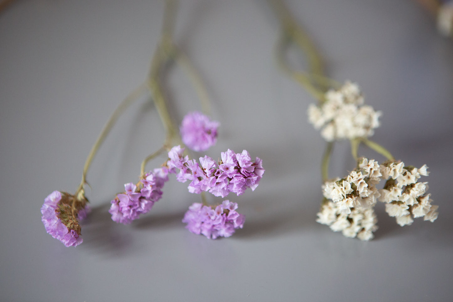 Trockenblumen / Gräser für DIY