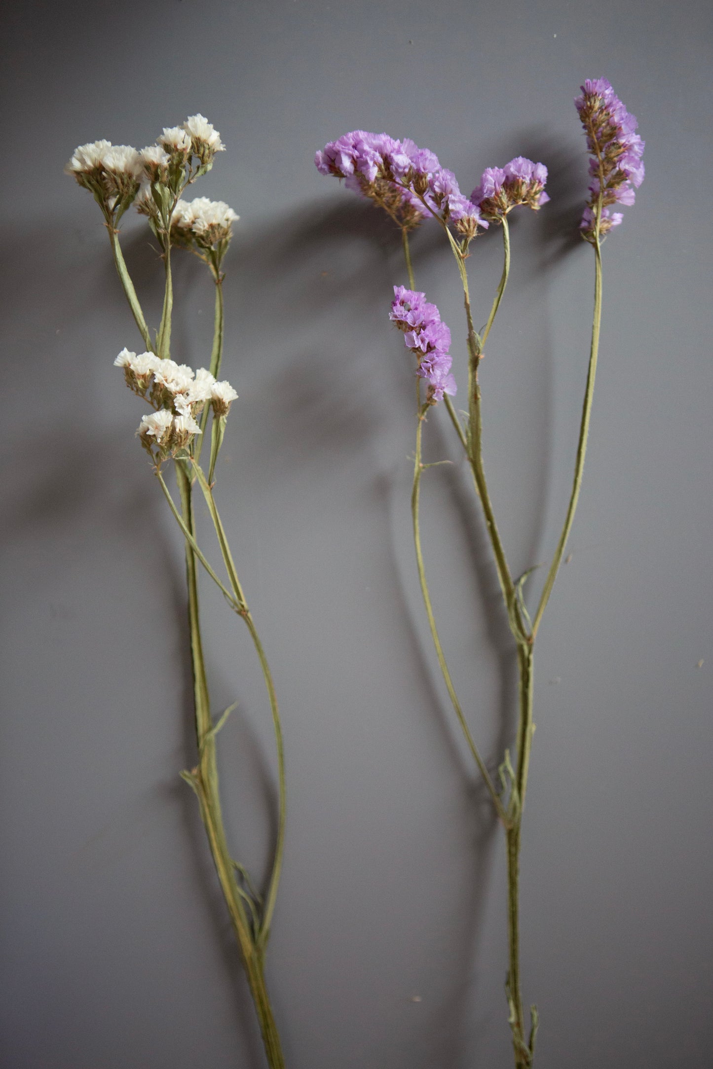 Trockenblumen / Gräser für DIY