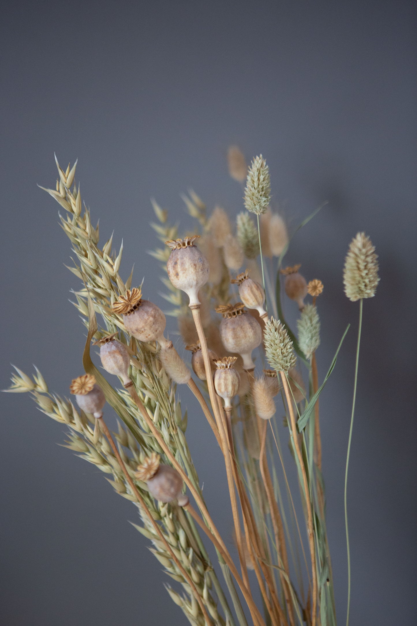 Trockenblumen / Gräser für DIY