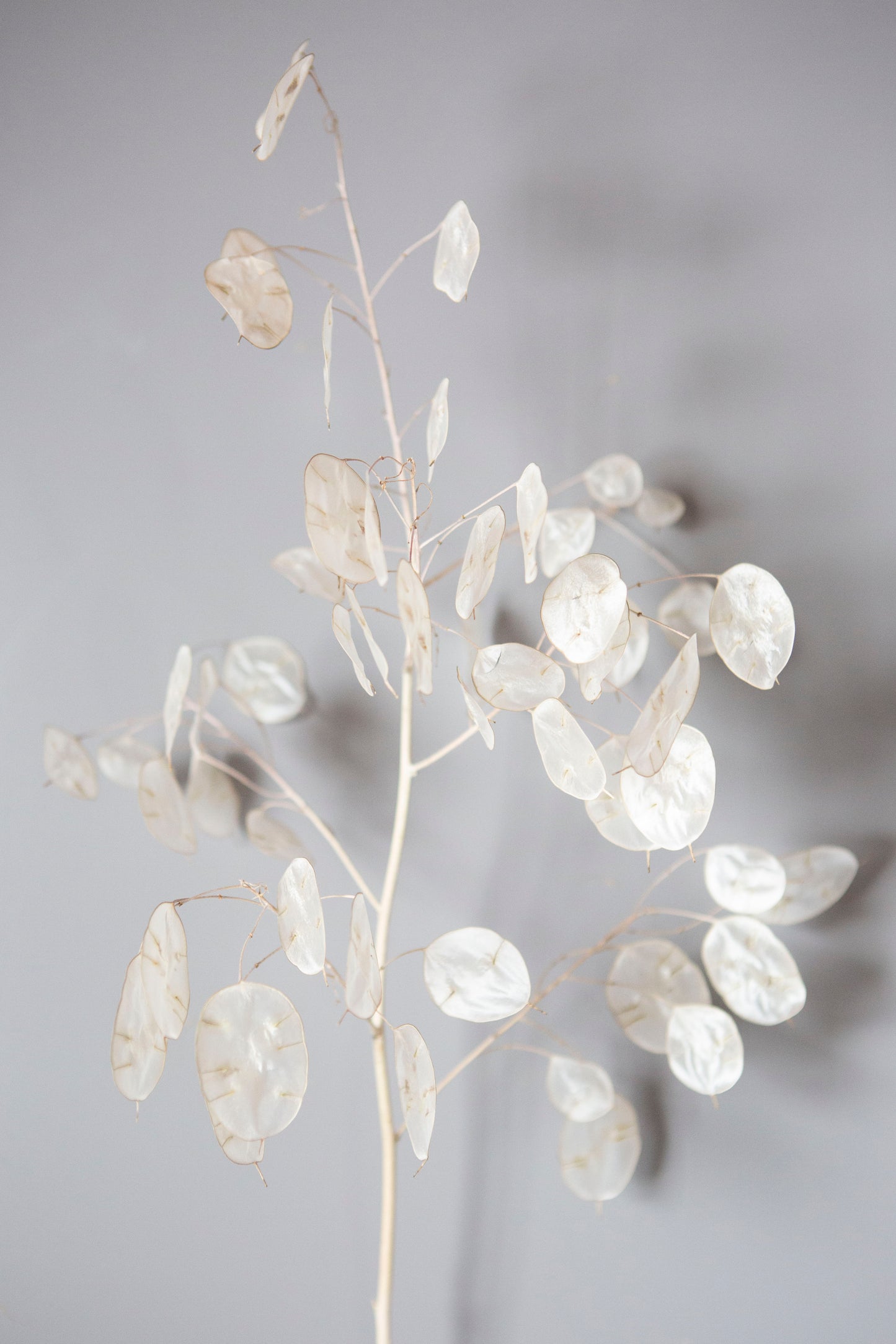 Lunaria